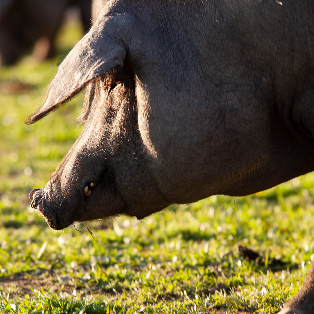 Tienda 8 raza iberica