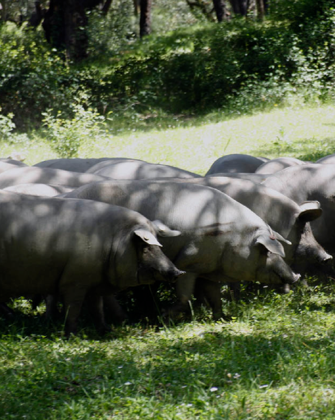 Enfundado del jamón ibérico