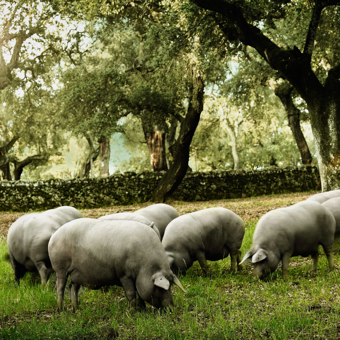 Tienda 7 capa negra crianza en libertad